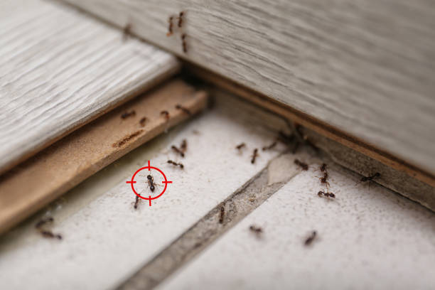 Best Pest Prevention Services  in Jefferson, OR