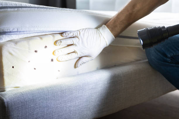 Best Affordable Pest Control Services  in Jefferson, OR