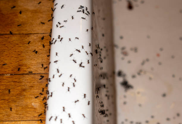 Wildlife Control Services in Jefferson, OR